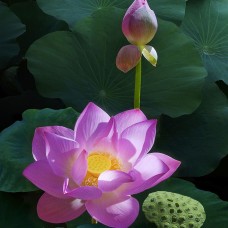 Cung Cấp Và Thi Công Tranh Dán Tường 3D&5D Thủ Đức Giá Rẻ