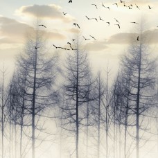 Tranh Dán Tường Tại Trường Thạnh Long Trường Thủ Đức