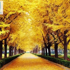 Cửa hàng bán tranh dán tường 3D giá tốt tại Dĩ An - Bình Dương